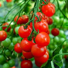 Tomato